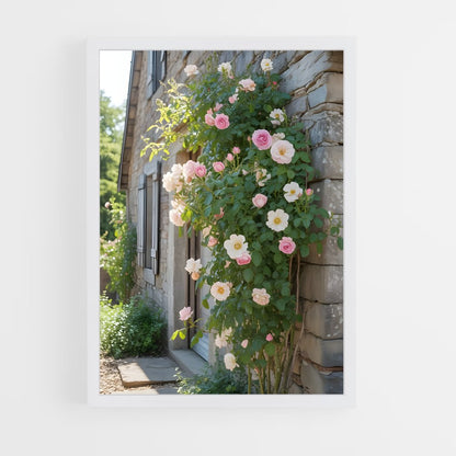 ap-climbing rose-6 cadre Blanc