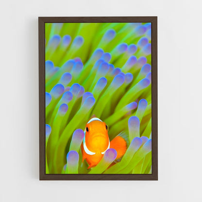 ap-clownfish-4 cadre Bois foncé