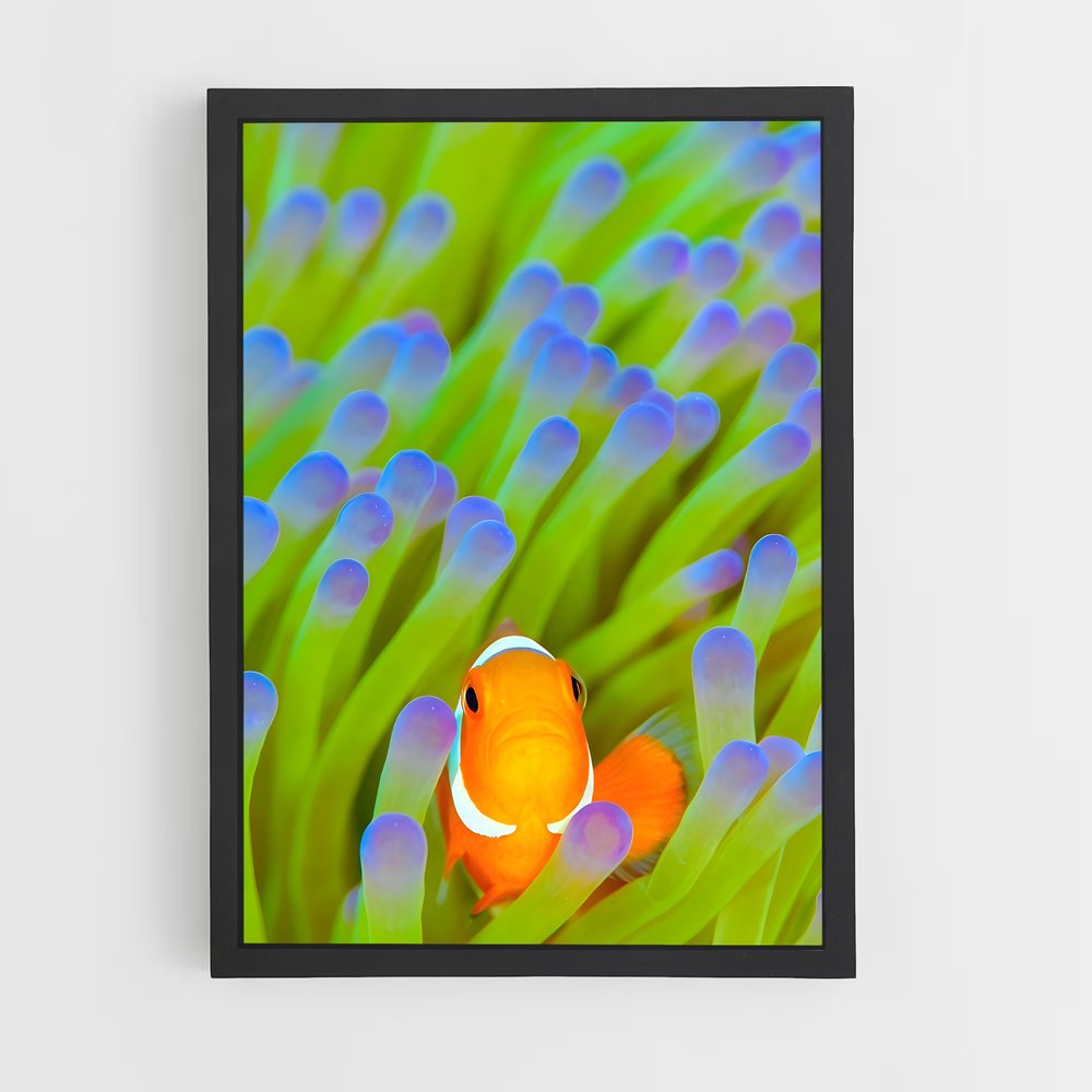 ap-clownfish-4 cadre Noir