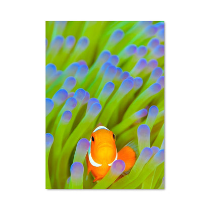 Poster Clownfish 83356