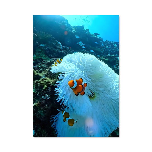 Poster Clownfish 83357