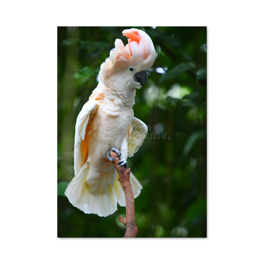 Poster Cockatoo Éclat