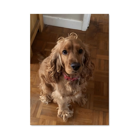 Poster Regard de Cocker