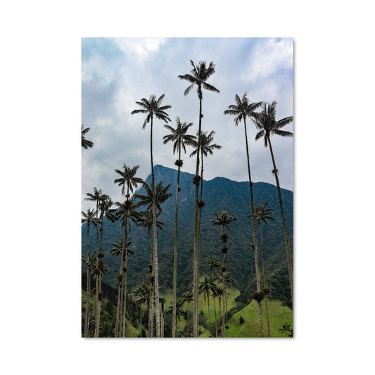 Poster Palmiers de Cocora