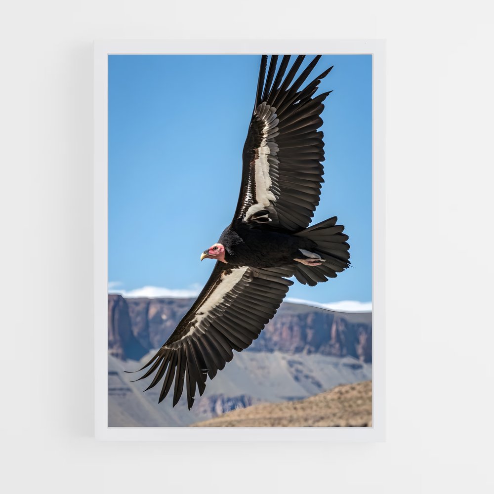 ap-condor-3 cadre Blanc