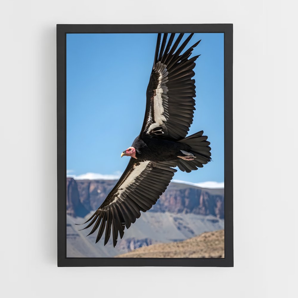 ap-condor-3 cadre Noir