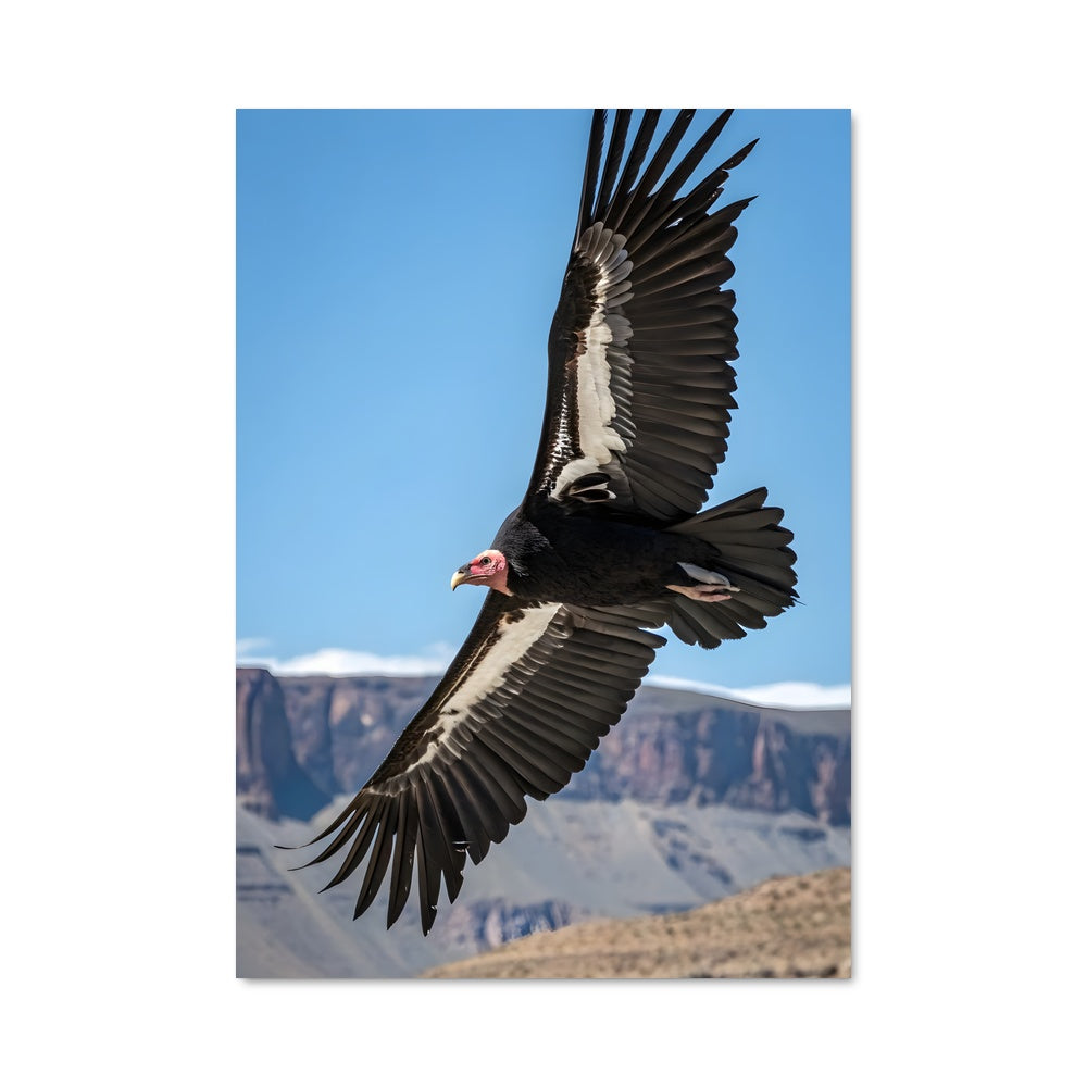 Poster L'Envol du Condor