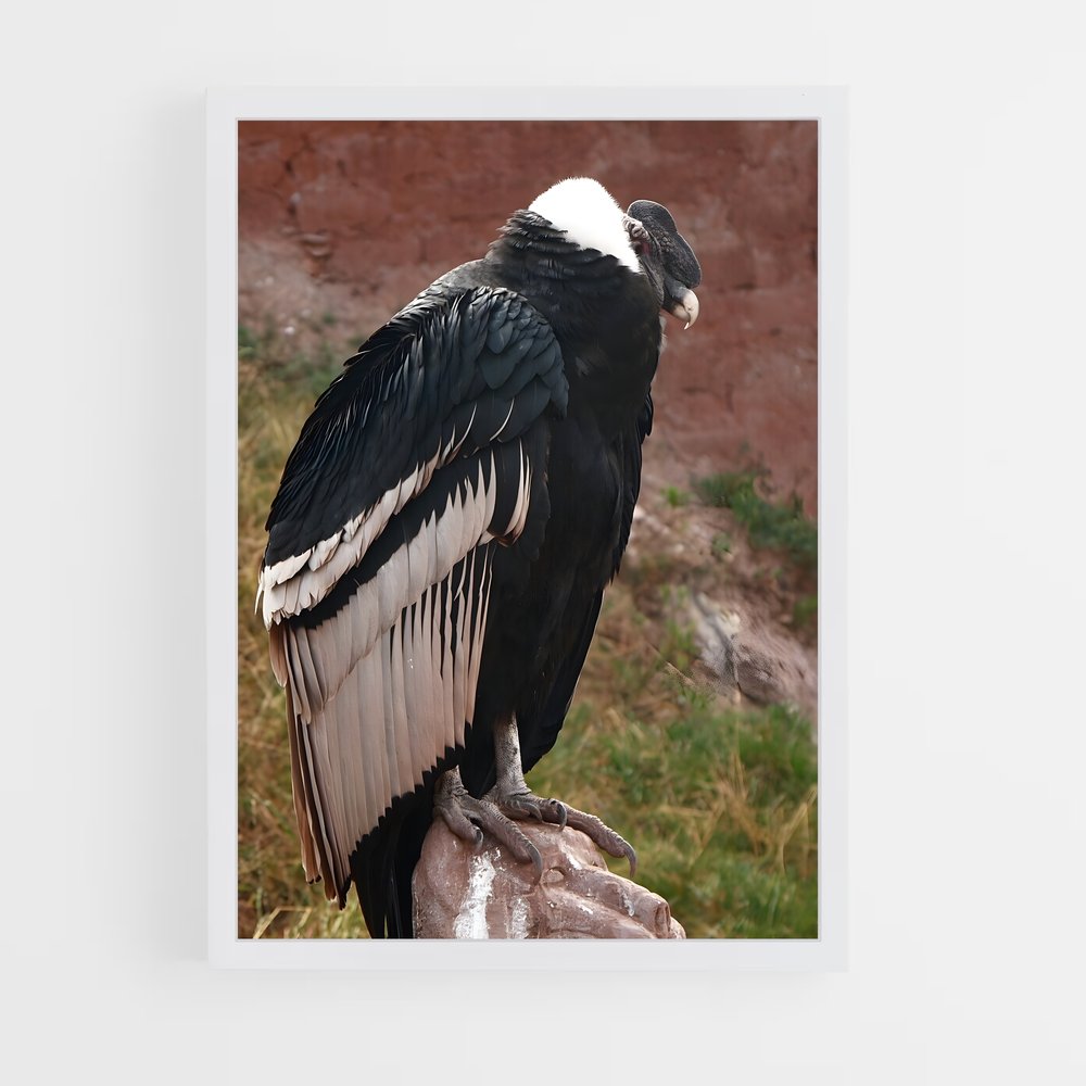 ap-condor-4 cadre Blanc