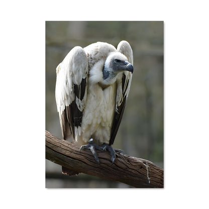 Poster Vol du Condor