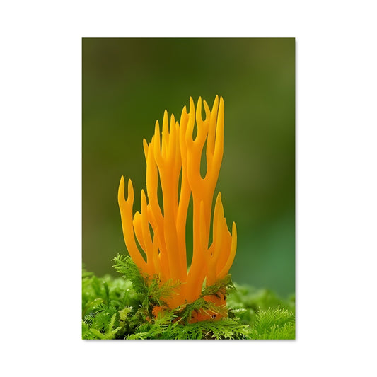 Poster Fleur de Corail