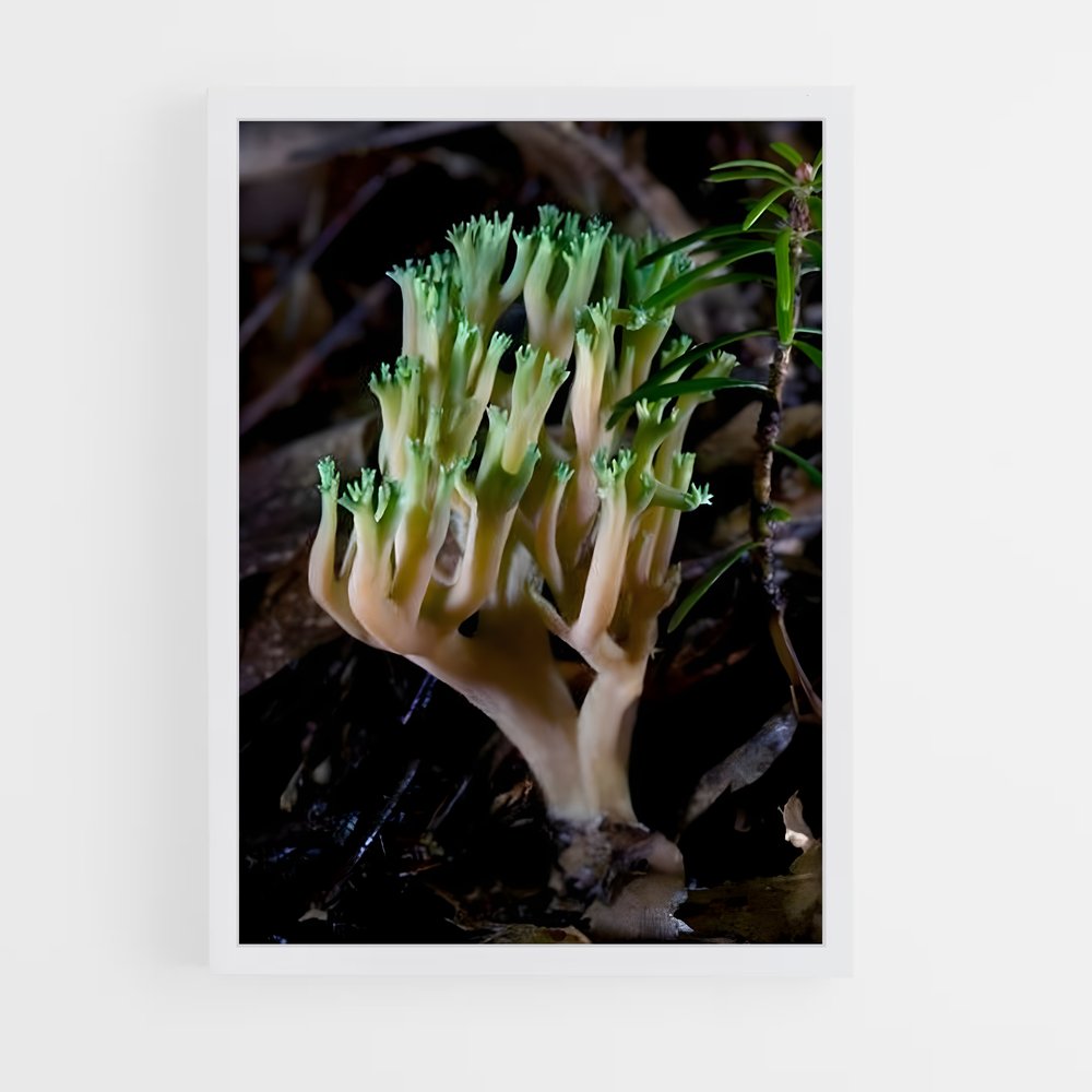 ap-coral fungus-1 cadre Blanc