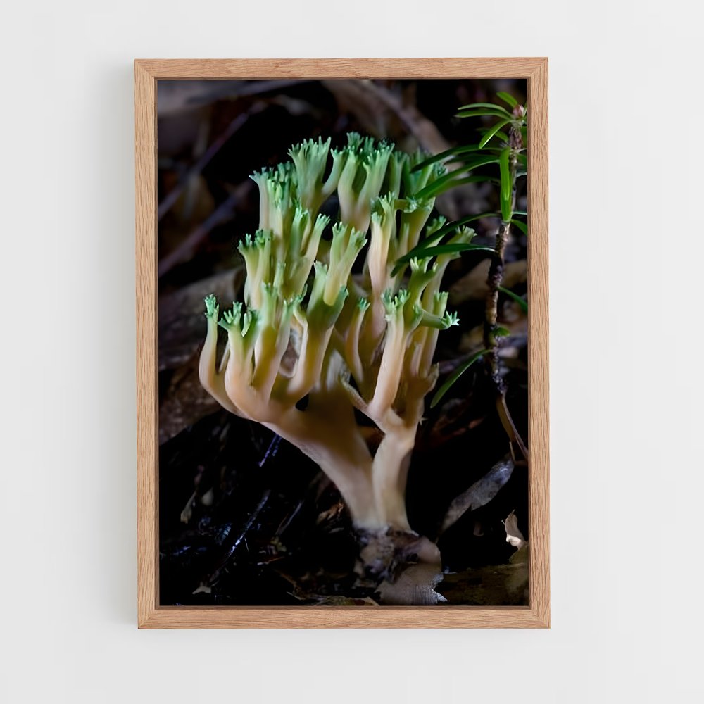 ap-coral fungus-1 cadre Bois clair