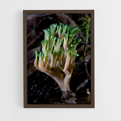 ap-coral fungus-1 cadre Bois foncé