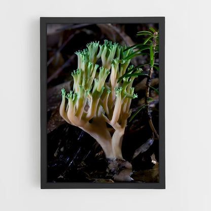 ap-coral fungus-1 cadre Noir