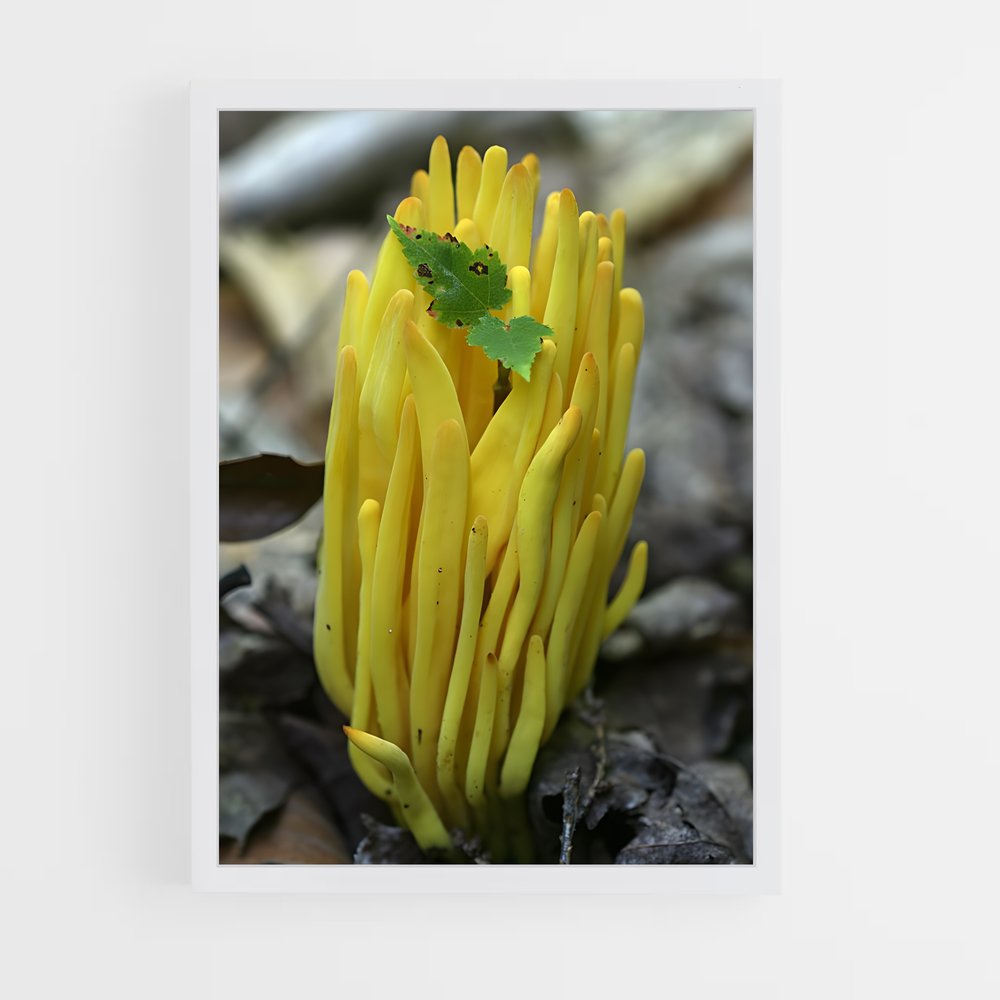 ap-coral fungus-2 cadre Blanc