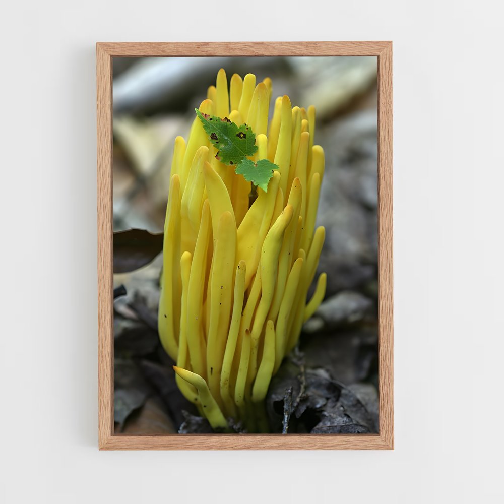 ap-coral fungus-2 cadre Bois clair