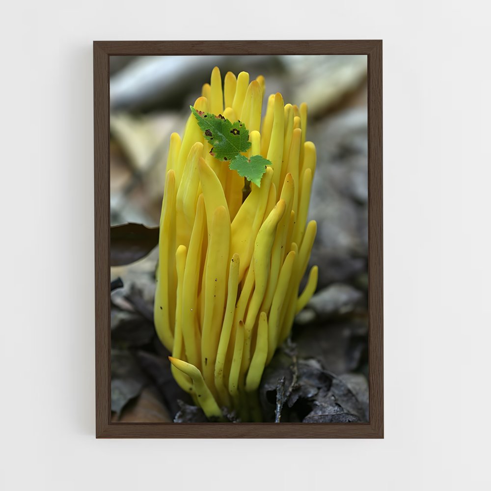ap-coral fungus-2 cadre Bois foncé