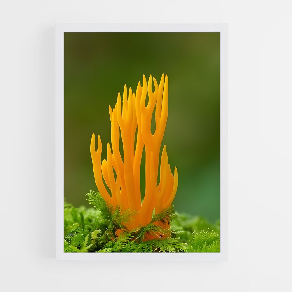 ap-coral fungus-3 cadre Blanc