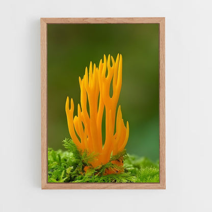 ap-coral fungus-3 cadre Bois clair