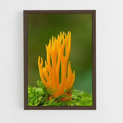 ap-coral fungus-3 cadre Bois foncé