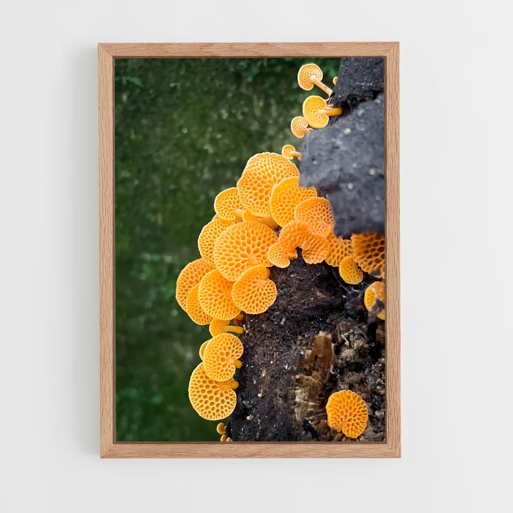 ap-coral fungus-4 cadre Bois clair
