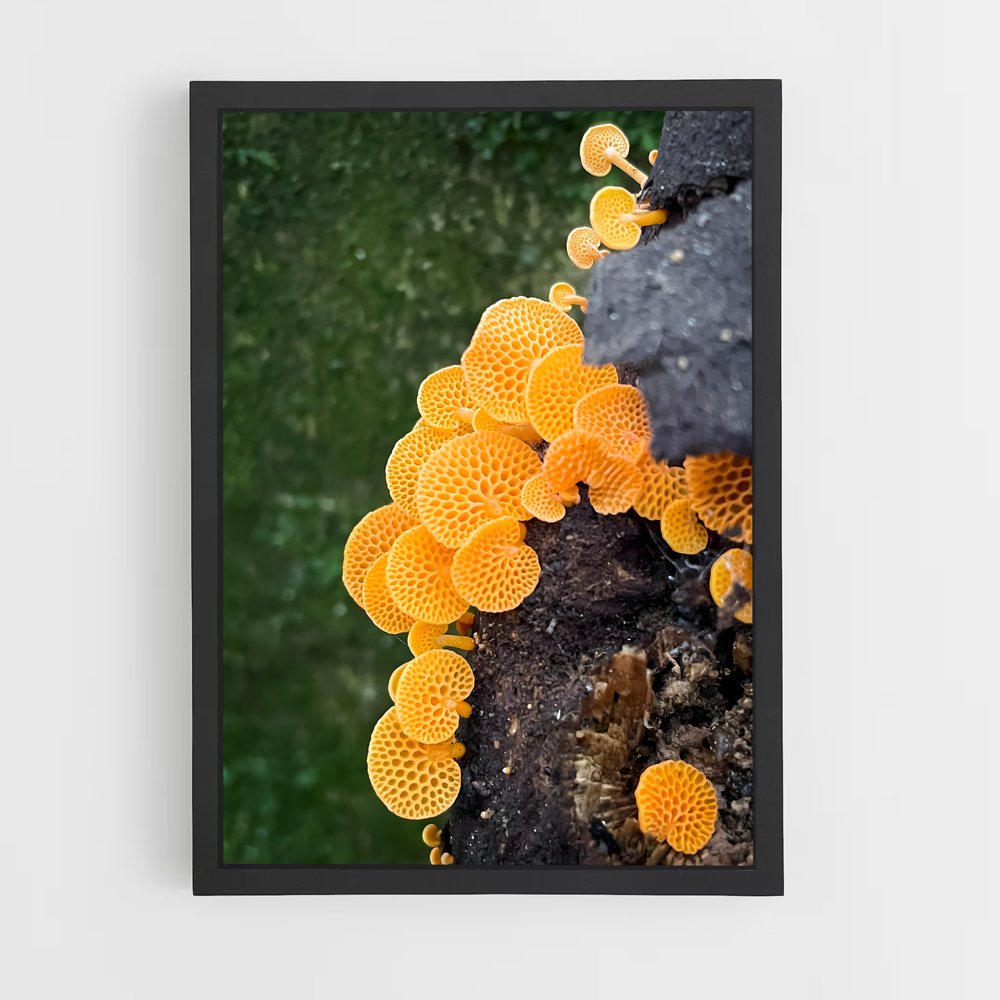 ap-coral fungus-4 cadre Noir