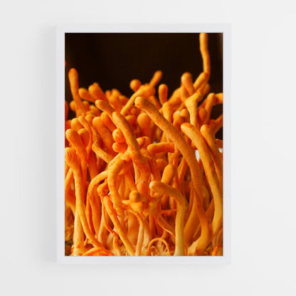 ap-cordyceps-1 cadre Blanc