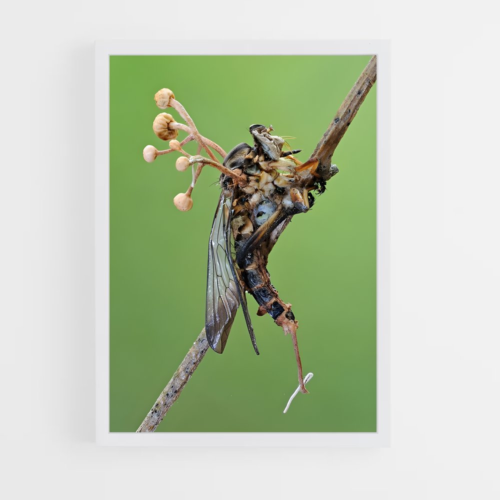 ap-cordyceps-2 cadre Blanc