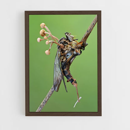 ap-cordyceps-2 cadre Bois foncé