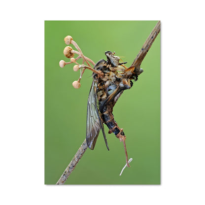 Poster Insecte Éternel