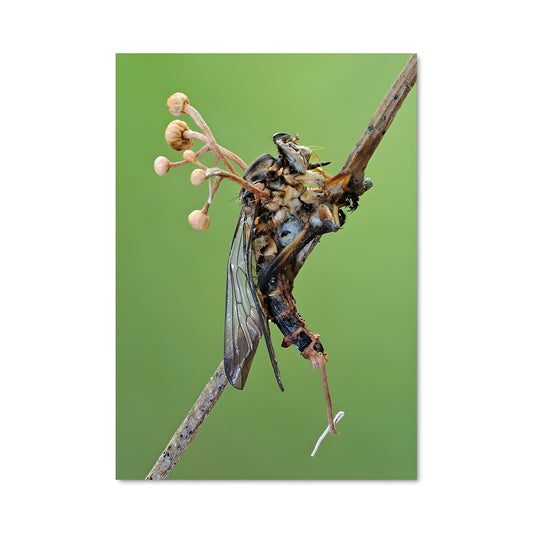 Poster Insecte Éternel