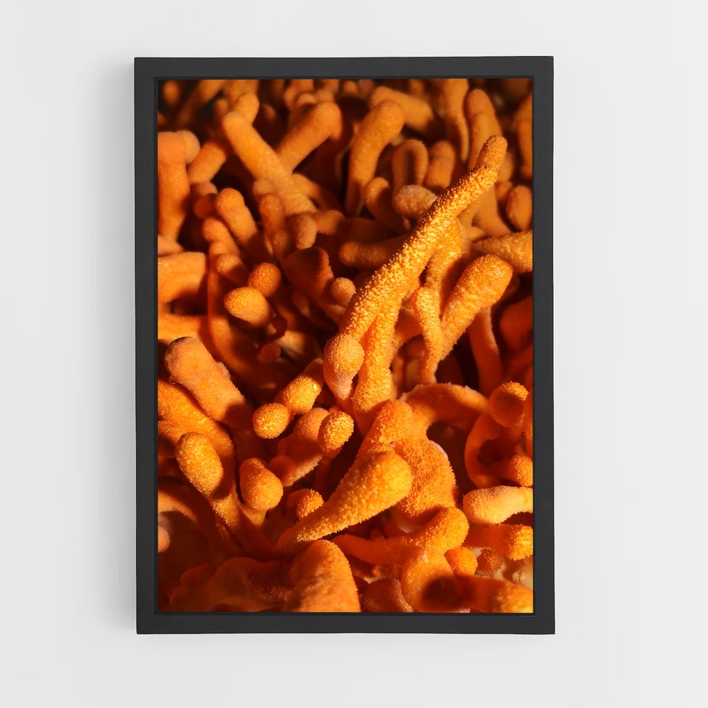 ap-cordyceps-3 cadre Noir