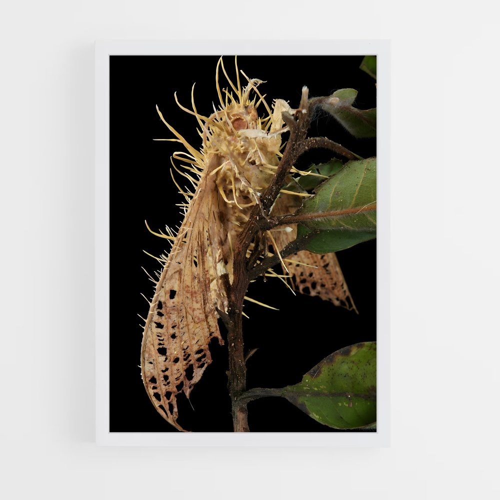 ap-cordyceps-5 cadre Blanc