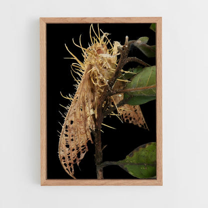 ap-cordyceps-5 cadre Bois clair