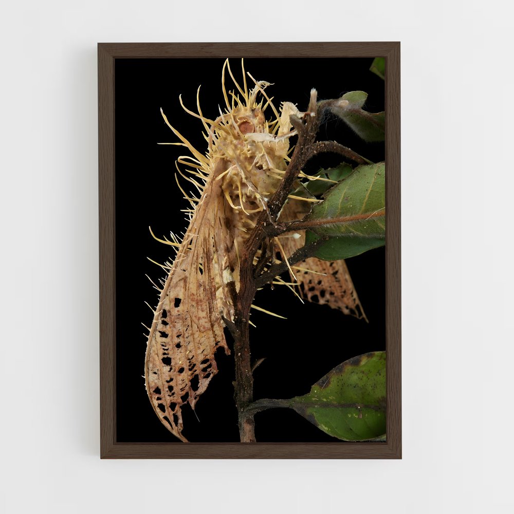 ap-cordyceps-5 cadre Bois foncé