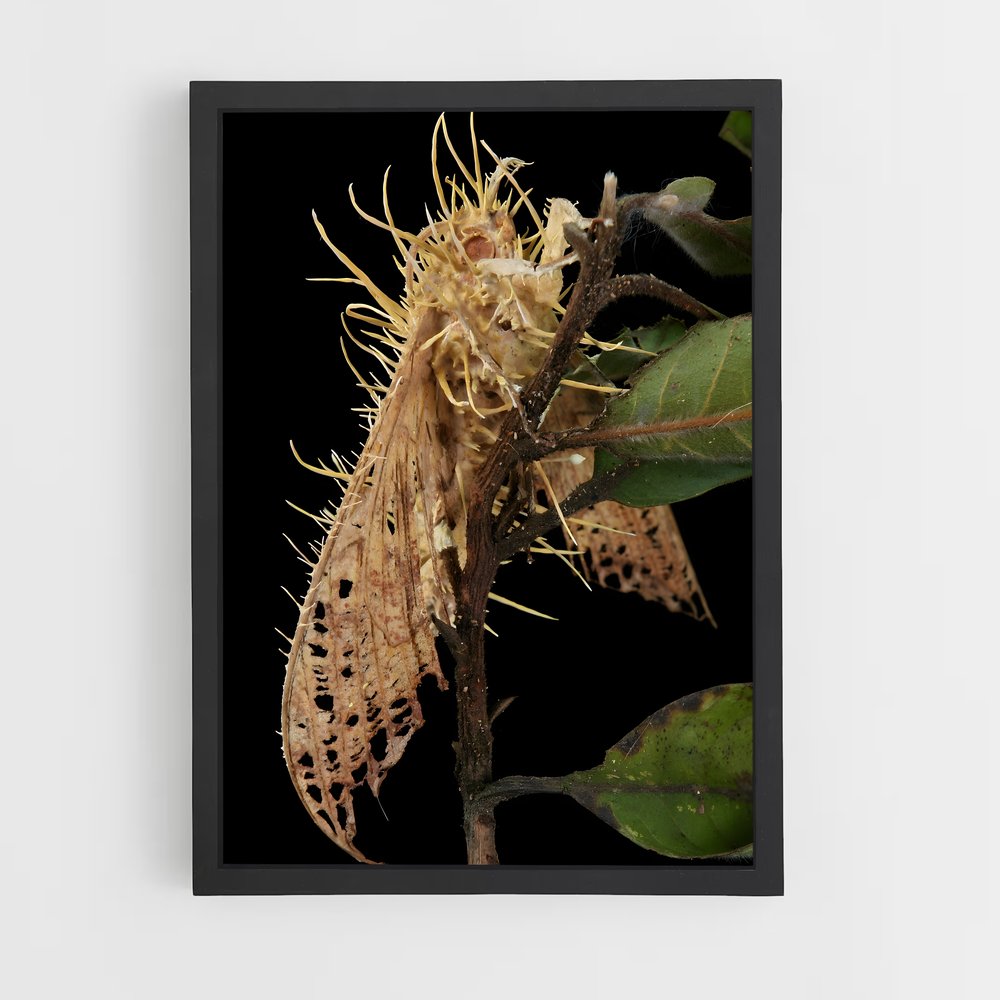 ap-cordyceps-5 cadre Noir