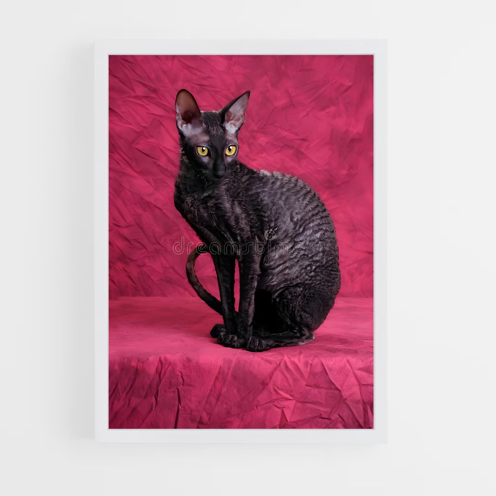 ap-cornish rex-1 cadre Blanc