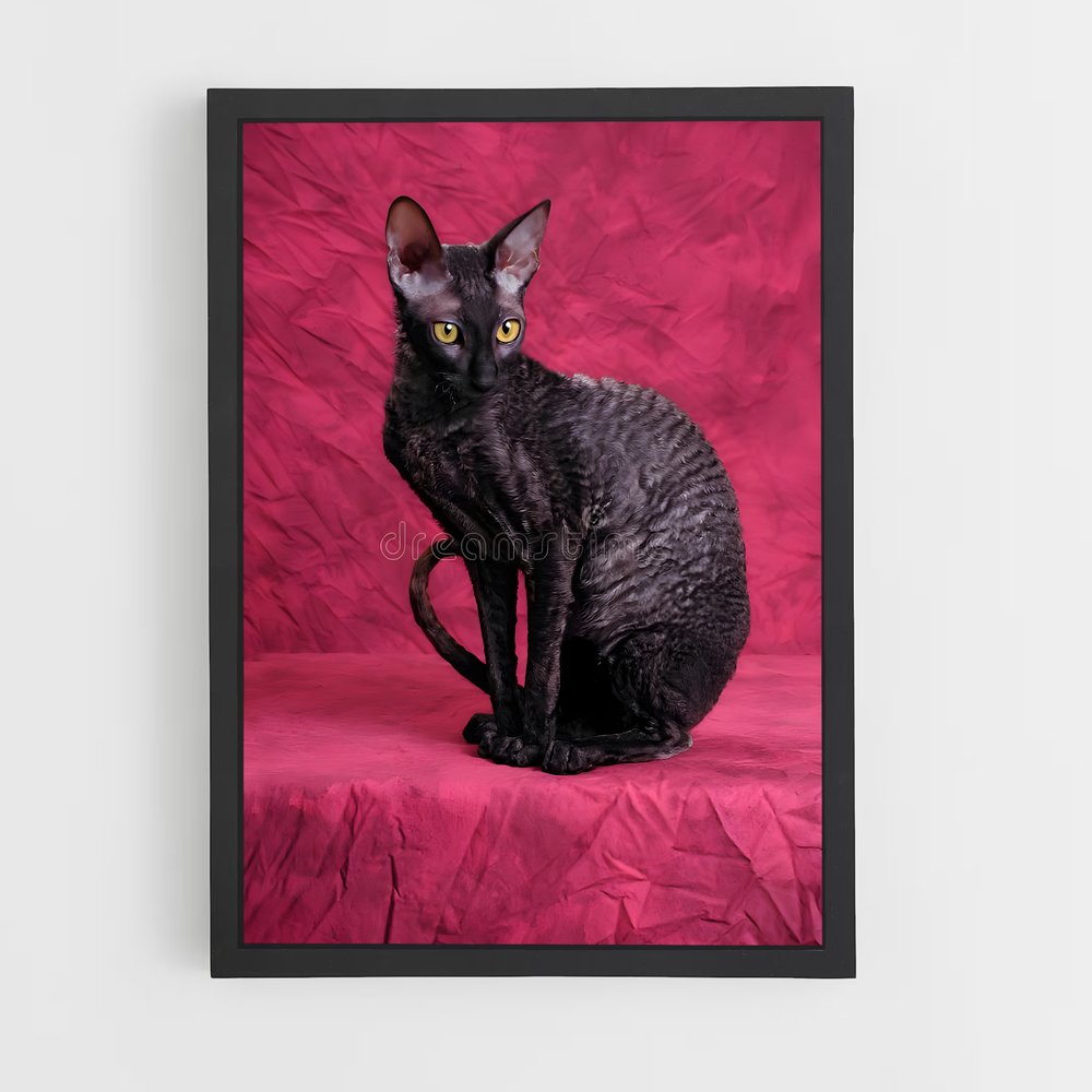 ap-cornish rex-1 cadre Noir