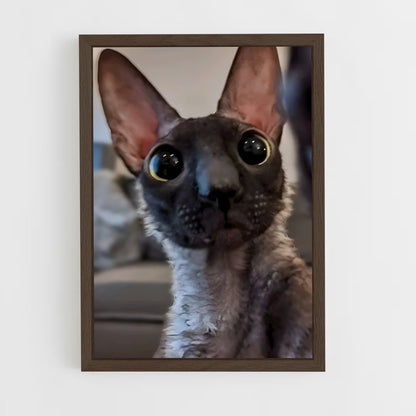 ap-cornish rex-2 cadre Bois foncé