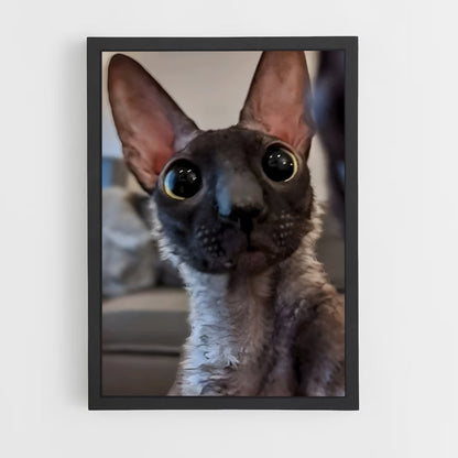 ap-cornish rex-2 cadre Noir