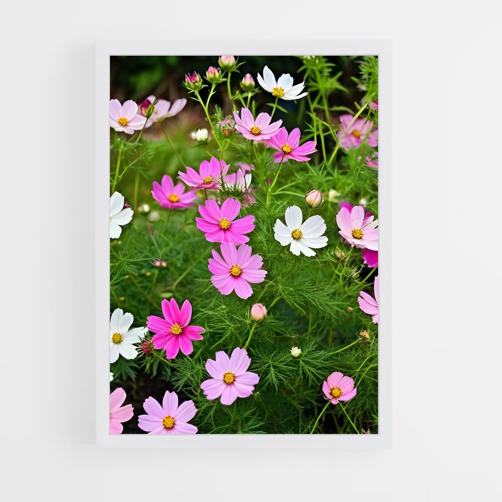 ap-cosmos-4 cadre Blanc