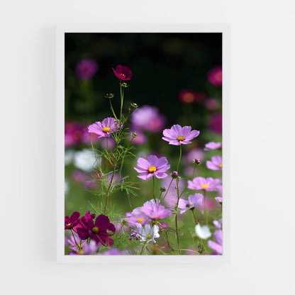 ap-cosmos-7 cadre Blanc