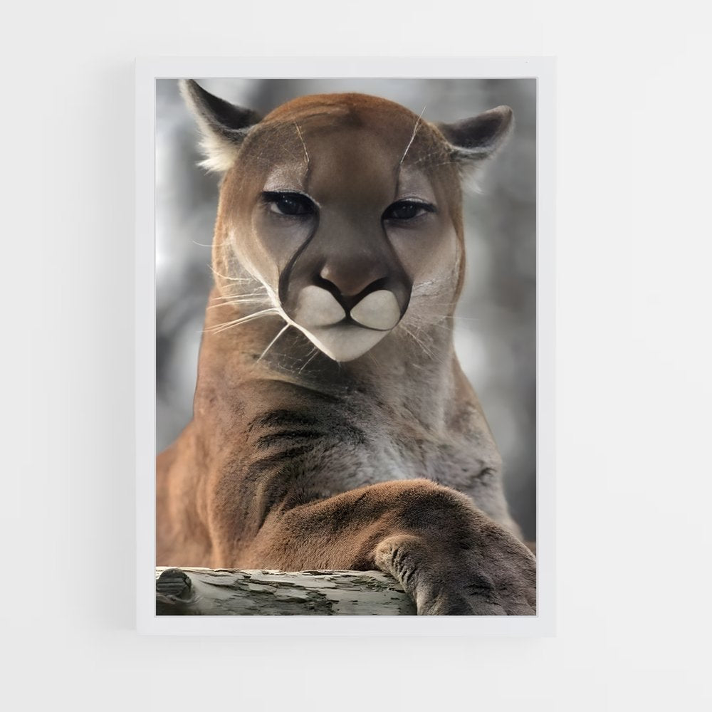 ap-cougar-1 cadre Blanc