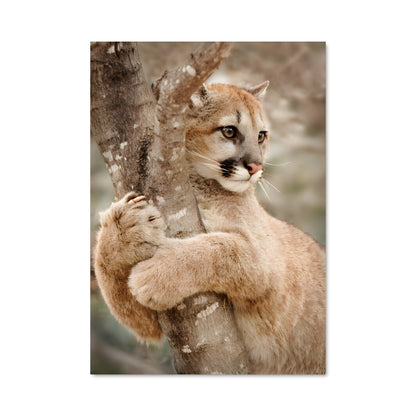Poster Cougar 83554