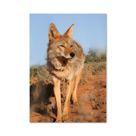 Poster Coyote Sauvage