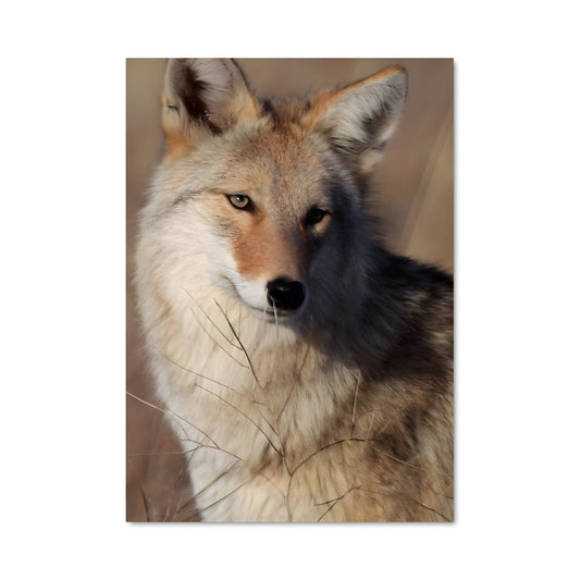 Poster Regard de Coyote