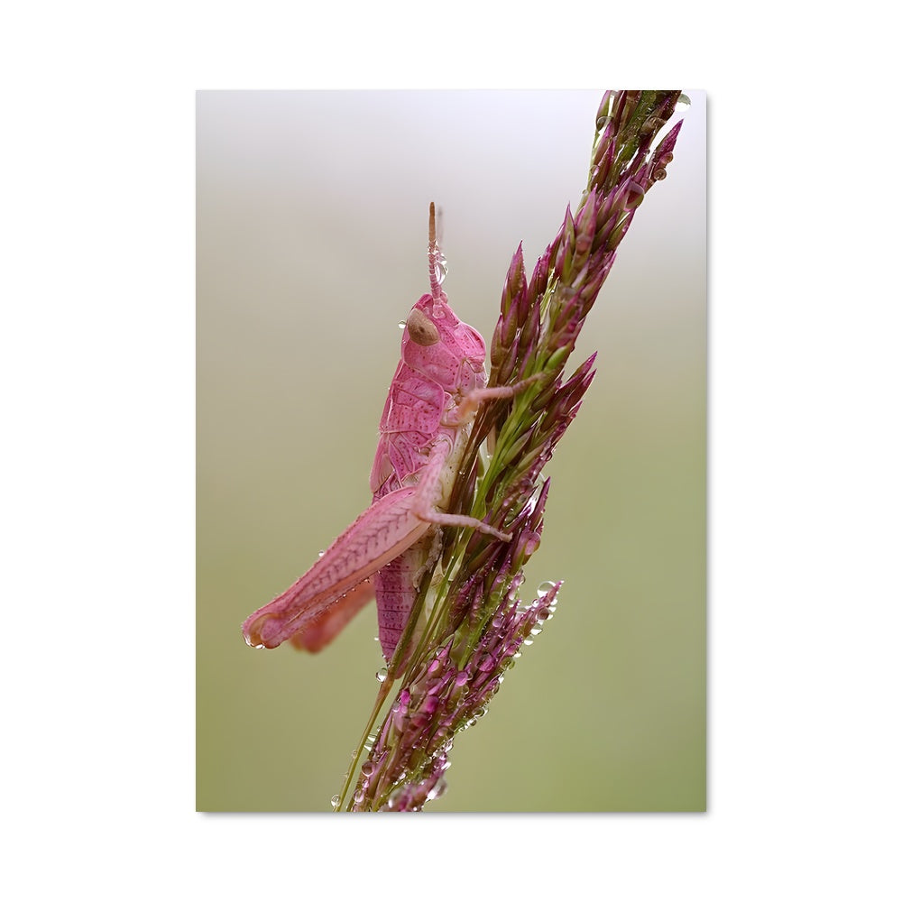 Poster Criquet Magenta