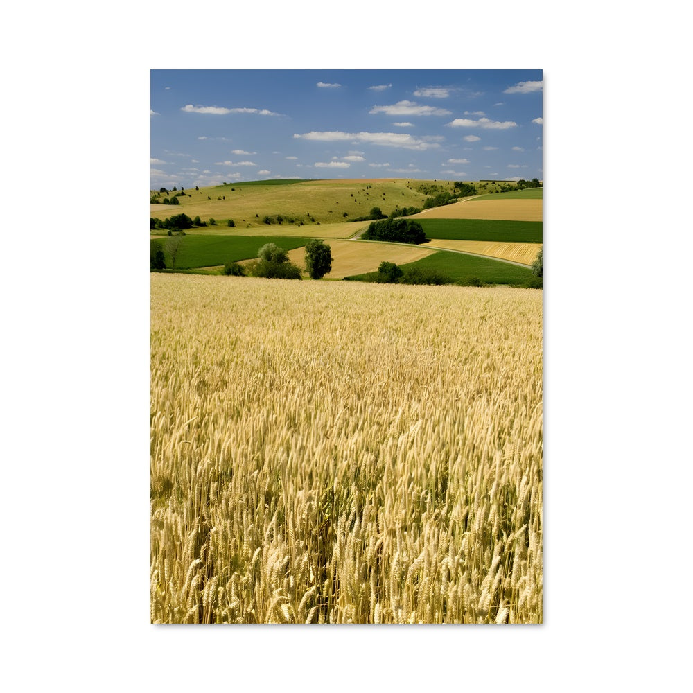 Poster Champs de Blé