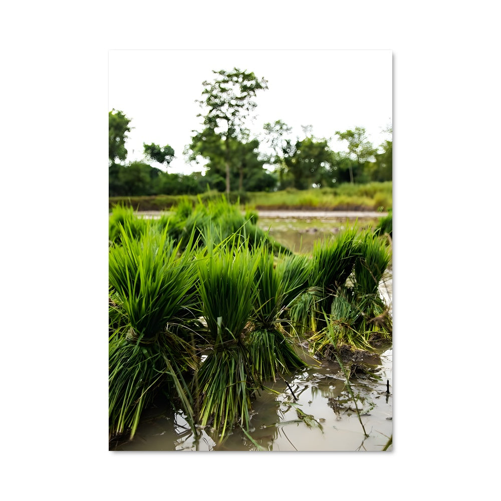 Poster Rizières Émeraude