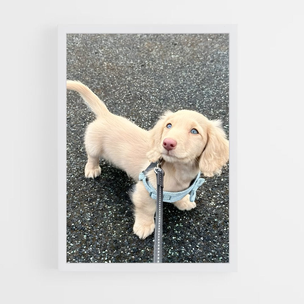 ap-dachshund-1 cadre Blanc